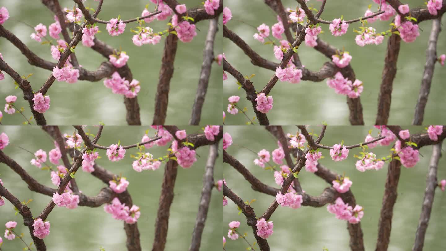 春天桃花开花瓣蜜蜂采蜜盛开花季春暖花开