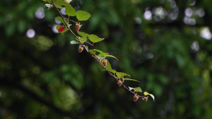 清明时节  山间野果