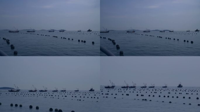 乳山牡蛎养殖海面船队