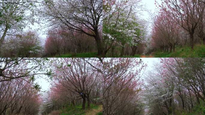 粉色樱花白色樱花