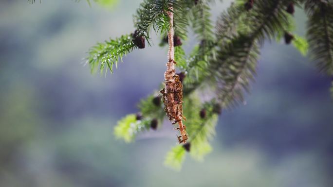 4K多镜头自然土蜂窝马蜂窝蜜蜂特写生态