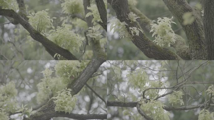 树上的新芽灰片