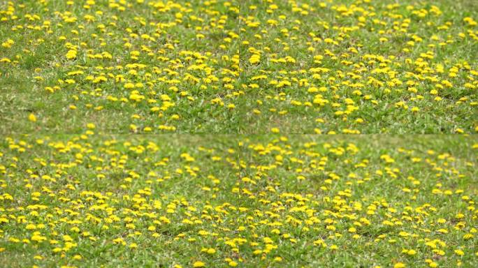 草地野花蒲公英黄花小花满地小花春天