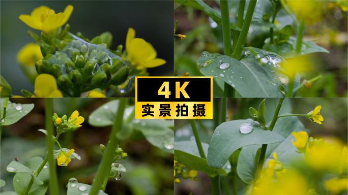 春雨微距探秘：油菜花蕊与露珠的亲密舞蹈