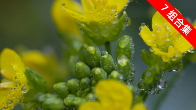 春雨微距探秘：油菜花蕊与露珠的亲密舞蹈