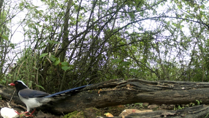 红外线守猎相机镜头之下森林中的红嘴蓝鹊
