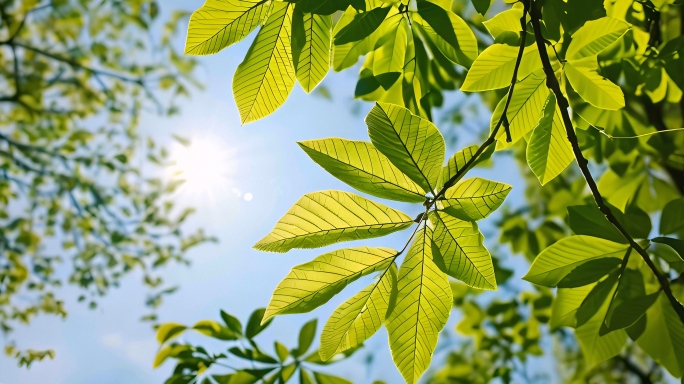 树叶春夏秋冬春天夏天秋天冬天唯美逆光风吹