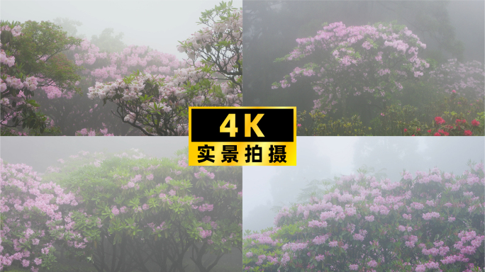 雨雾高山杜鹃：雨润花开之美景纪实