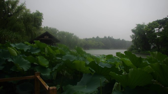 下雨天，雨点击打荷花池上，大自然治愈风景
