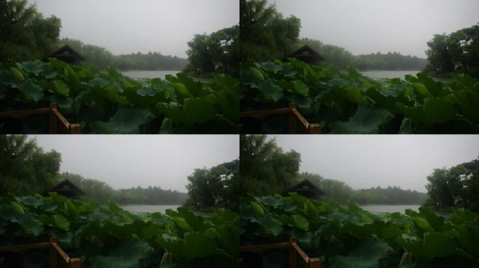 下雨天，雨点击打荷花池上，大自然治愈风景