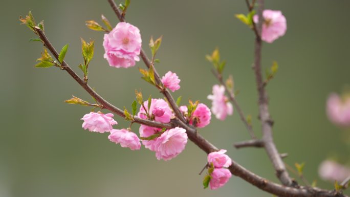 春天桃花开花瓣蜜蜂采蜜盛开花季春暖花开