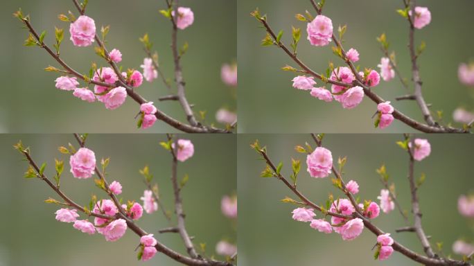 春天桃花开花瓣蜜蜂采蜜盛开花季春暖花开