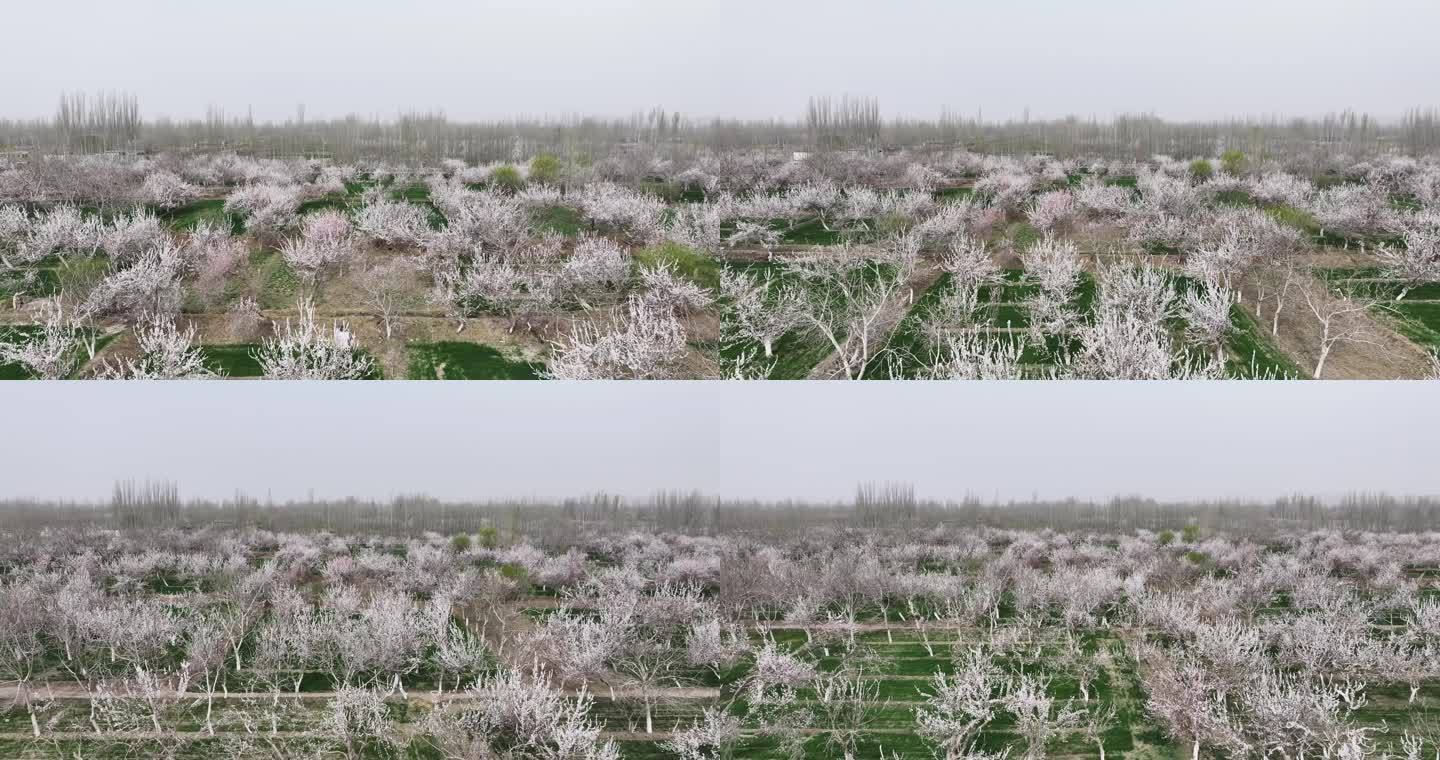 中国第一大杏园英吉沙县15万亩杏花林花海