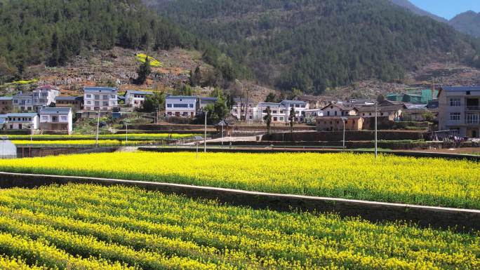 乡村振兴 油菜花盛开 蓝天 春天 村庄