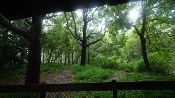 大自然下雨治愈风景，大雨，原音，森林木屋
