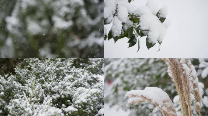 冬季唯美雪景雪花