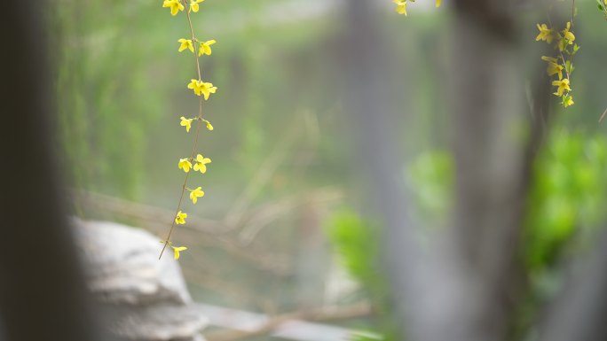 春天花开花连翘黄花清明春分春暖花开