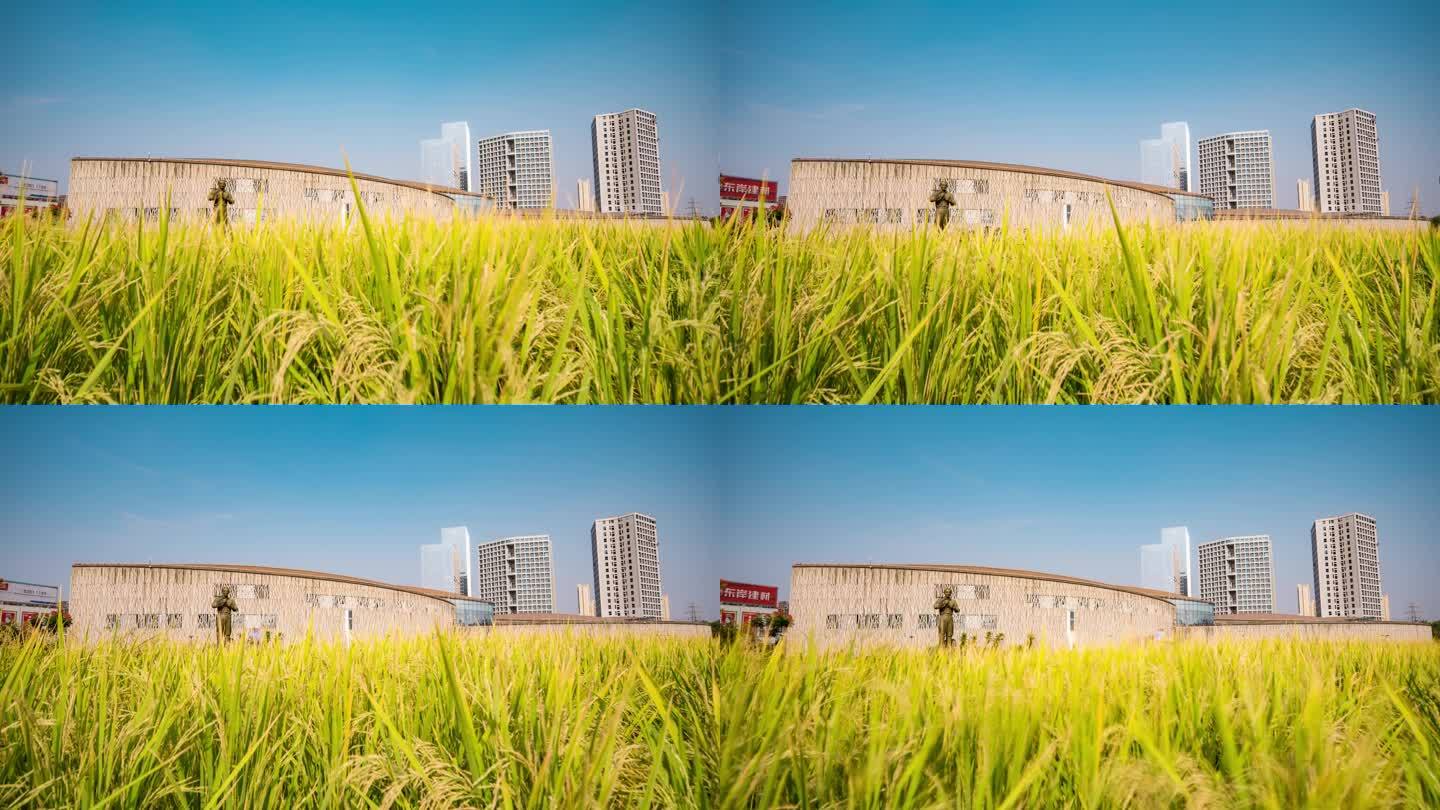 长沙_隆平水稻博物馆