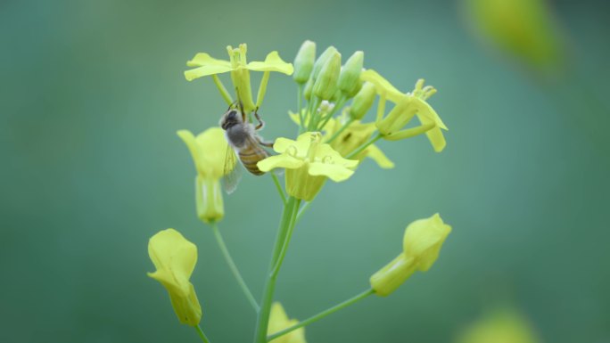 蜜蜂采花采蜜