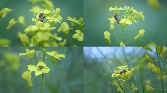 蜜蜂采花采蜜