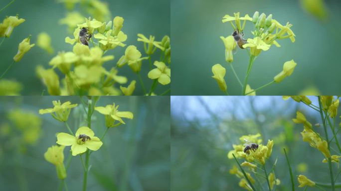 蜜蜂采花采蜜