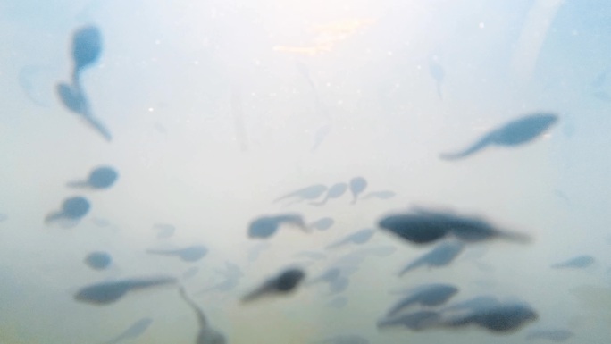 水下摄影/春天池塘里/大量游动的小蝌蚪