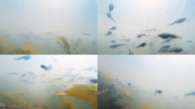 水下摄影/春天池塘里/大量游动的小蝌蚪