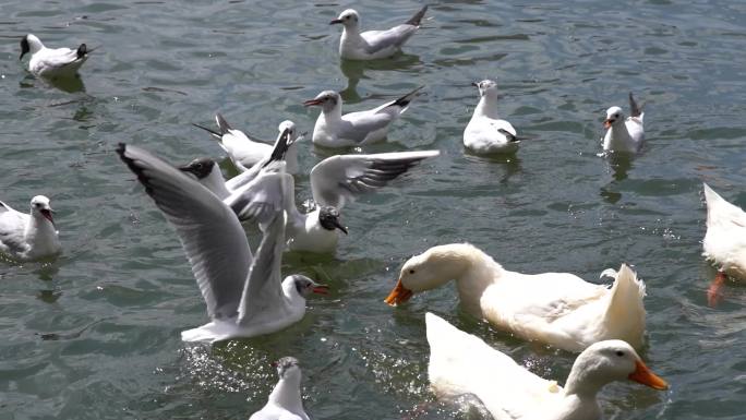 4K湖泊中的红嘴鸥鸭子戏水动物实拍视频
