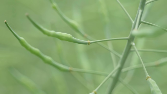 油菜籽