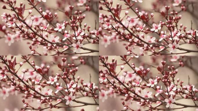 春天东京樱花花瓣花朵小花春暖花开浪漫美好