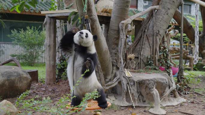 2024广州动物园大熊猫雅一星一钓猫