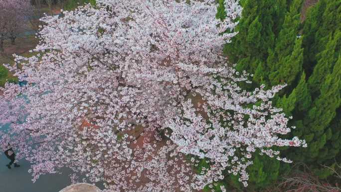 春季早樱东京樱花白色樱花航拍4K