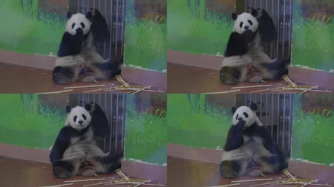2024广州动物园大熊猫雅一星一