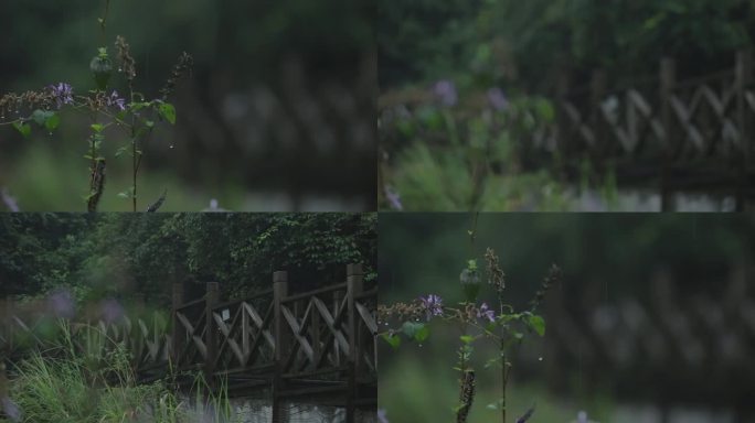 雨景 花朵  变焦  廊桥