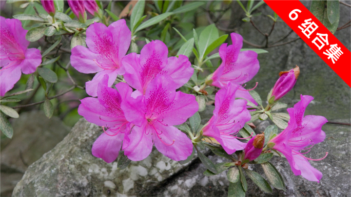 公园杜鹃花盛开：运镜捕捉的绚烂特写集