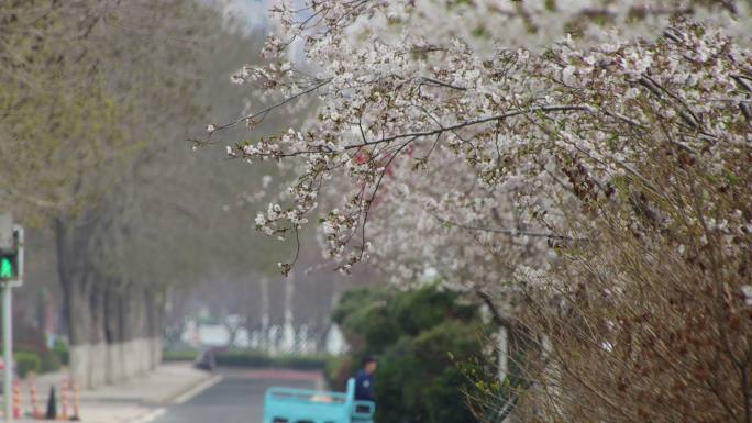 威海高区世昌大道后峰西路段樱花大道