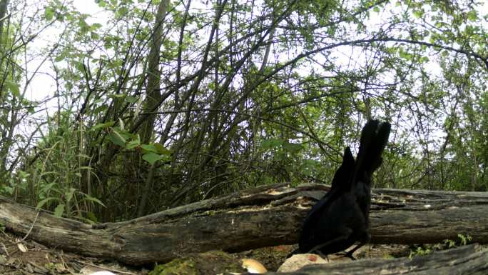 红外线守猎相机镜头之下森林里的紫啸鸫