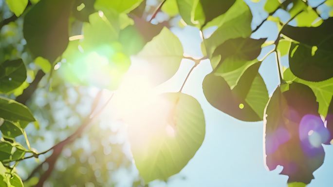 树叶春夏秋冬春天夏天秋天冬天唯美逆光风吹