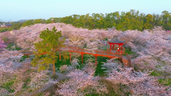 湖北武汉东湖樱花园樱花盛开