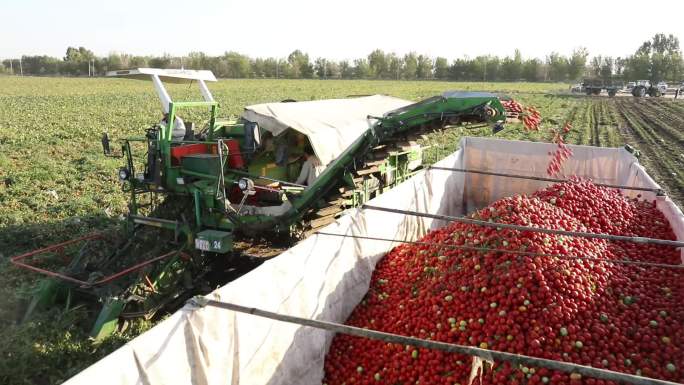 新疆天山番茄收获 实拍
