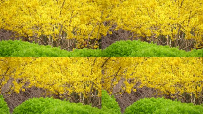春天花开花连翘黄花清明春分春暖花开