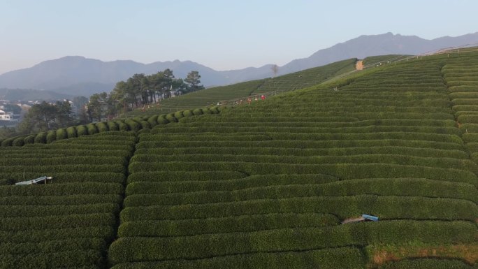 杭州龙坞茶园采茶茶园航拍茶园