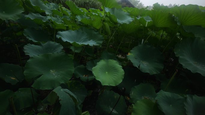 雨点击打池塘里的荷花上，下雨天的风景原音