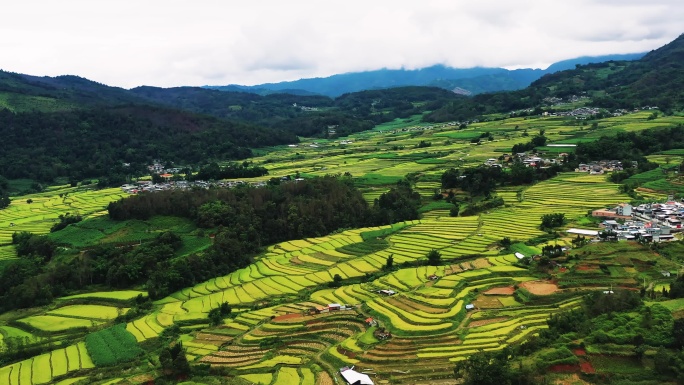 高山峡谷地区金色稻田