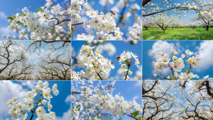 梨花阳光蜜蜂特写