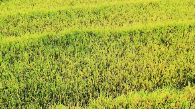 高山峡谷地区金色稻田