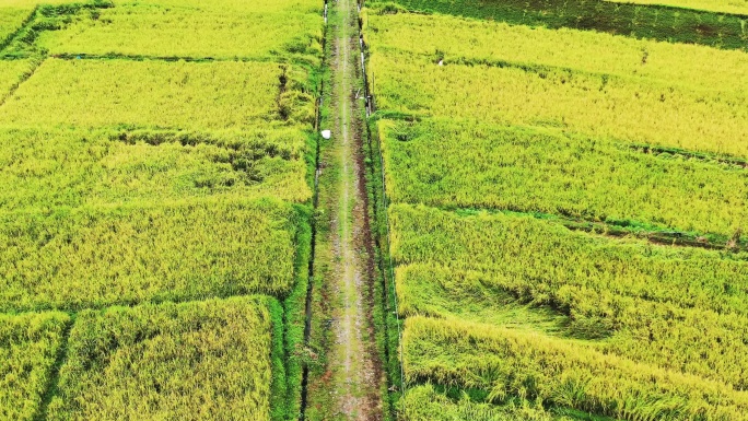 高山峡谷地区金色稻田