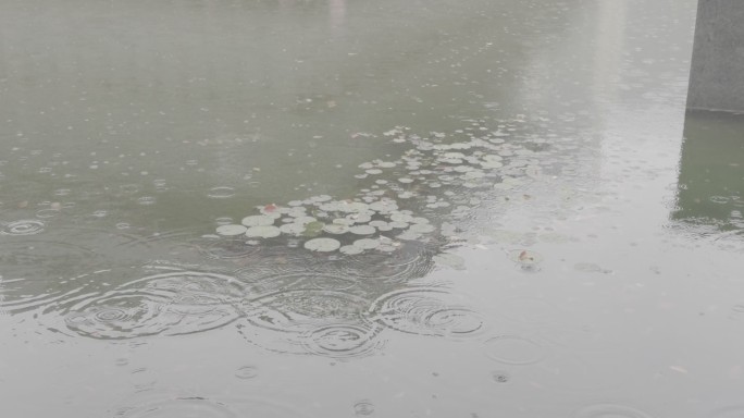 清荷池塘雨滴灰片