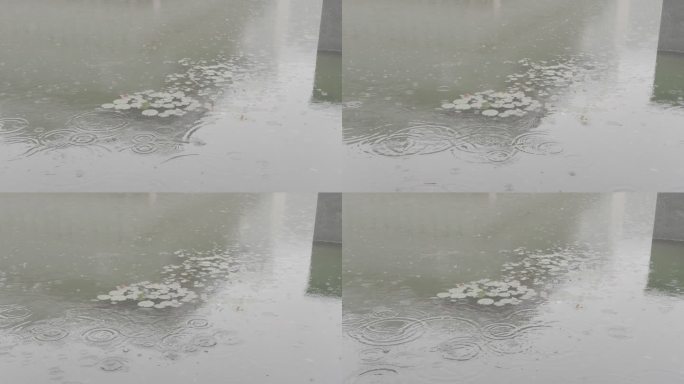 清荷池塘雨滴灰片