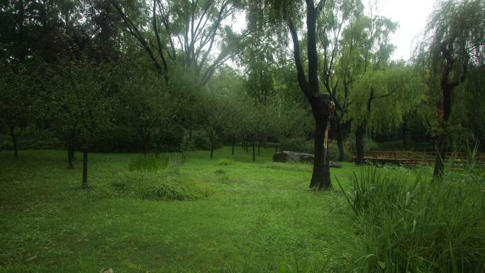 大自然下雨治愈风景，大雨，原音，森林草地